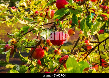 Gros plan de pommes rouges mûres avec des gouttelettes d'eau suspendues aux branches d'arbres après la pluie, éclairées par la lumière chaude du soleil. Banque D'Images