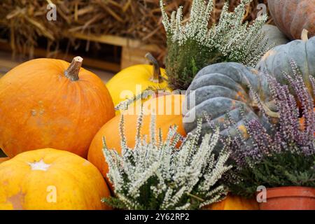 Une belle photographie montrant un gros plan des grandes citrouilles avec les buissons de bruyère. Derrière se trouve un fond de foin Banque D'Images