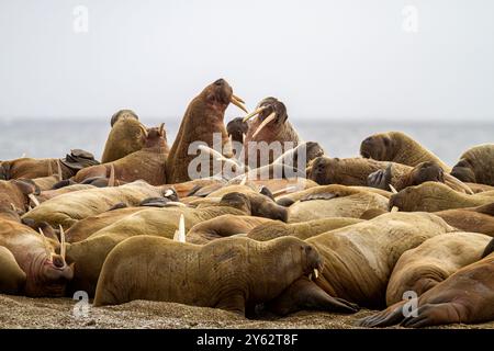 Morse célibataire adulte (Odobenus rosmarus rosmarus) traîné sur la plage de Poolepynten sur Prins Karl's Foreland dans l'archipel du Svalbard, Norvège Banque D'Images