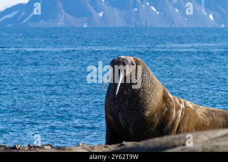 Morse taureau adulte (Odobenus rosmarus rosmarus) traîné sur la plage de l'archipel du Svalbard, en Norvège. Banque D'Images