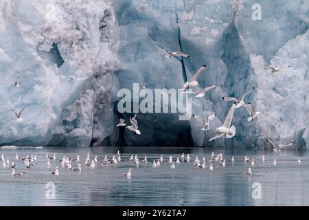 Kittiwakes adultes à pattes noires (Rissa tridactyla) se nourrissant à la base d'un glacier dans l'archipel du Svalbard, Norvège. Banque D'Images