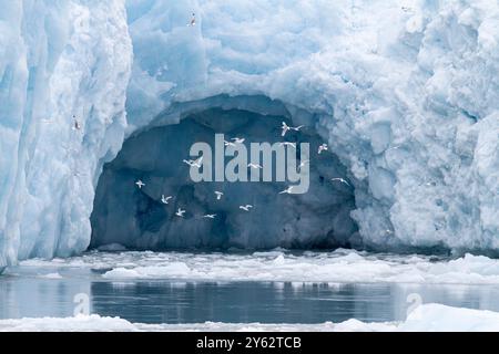 Kittiwakes adultes à pattes noires (Rissa tridactyla) se nourrissant à la base d'un glacier dans l'archipel du Svalbard, Norvège. Banque D'Images