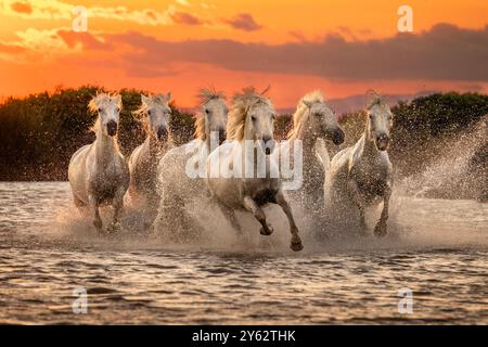Chevaux de Camargue courant dans les zones humides du Rhône au coucher du soleil, près d'Aigues-mortes, côte de la Méditerranée occidentale, sud de la France Banque D'Images