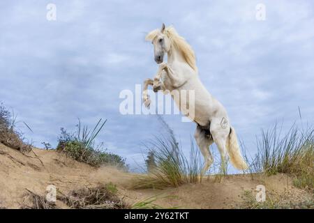 Camargue élevage de chevaux sur la plage au lever du soleil, près d'Aigues-mortes, côte de la Méditerranée occidentale, sud de la France Banque D'Images