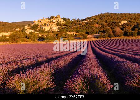 Champs de lavande dans le village médiéval de Simiane la Rotonde, Luberon, Provence, Sud de la France Banque D'Images