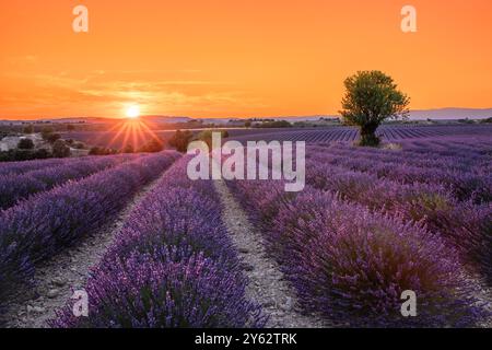 Coucher de soleil sur les champs de lavande près de Valensole, région Provence, Sud de la France Banque D'Images
