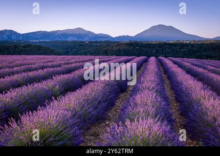 Lever de soleil sur les champs de lavande près du village de Roumoules, région Provence, Sud de la France Banque D'Images