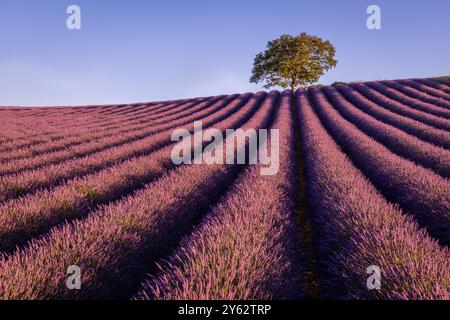 Lever de soleil sur les champs de lavande près du village de Roumoules, région Provence, Sud de la France Banque D'Images