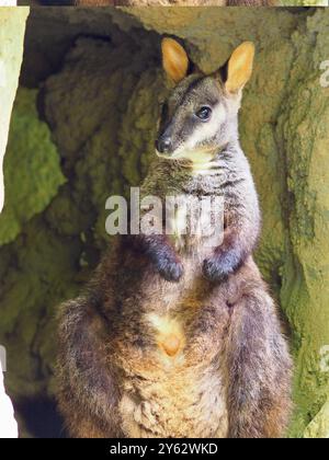 Superbe et captivant Rock-Wallaby à queue de pinceau d'une beauté exceptionnelle. Banque D'Images