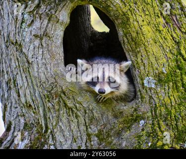le raton laveur juvénile jette un coup d'œil à travers le trou du tronc d'arbre Banque D'Images