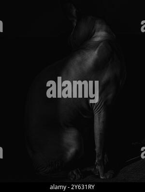 Chat Sphynx en noir et blanc Banque D'Images