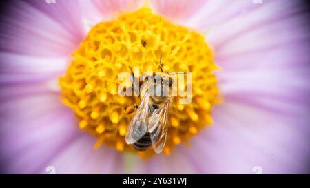 Photo macro d'une abeille perchée sur un cactus, capturant le contraste saisissant de la résilience et de la beauté délicate de la nature en un instant parfait Banque D'Images