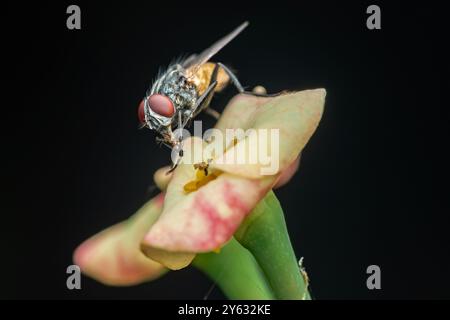 Mouche perchée sur une fleur rose et jaune sur un fond noir, mettant en valeur la beauté de la nature, parfaite pour les projets de botanique ou de jardinage. Banque D'Images