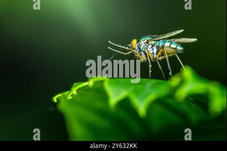 Photo macro d'une mouche à longues pattes avec des couleurs métalliques debout sur une feuille verte avec un fond vert flou. Banque D'Images