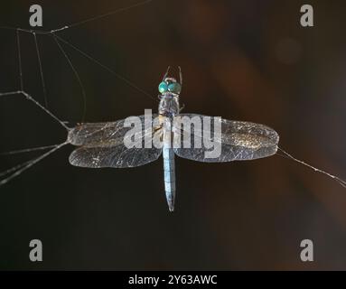 Blue Dasher Dragonfly attrapé dans la toile d'araignée, Washburn Memorial Park, Massachusetts Banque D'Images