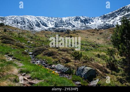 Fleurs sauvages jaunes à côté d'un petit ruisseau qui coule de montagnes enneigées. Réserve naturelle de Sorteny, Andorre Banque D'Images