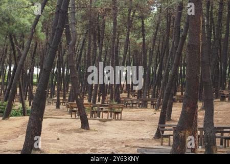 Une aire de pique-nique charmante et rustique qui est magnifiquement entourée de grands pins majestueux Banque D'Images