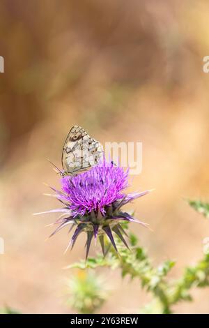 Un papillon blanc marbré des Balkans (Melanargia larissa) sur fleur, île de Serifos, îles Cyclades, Grèce Banque D'Images