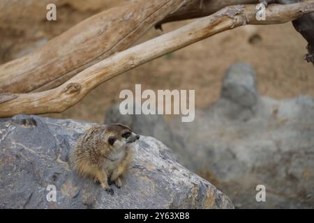 Une suricate posée sur un rocher, entourée d'éléments naturels comme le bois et les pierres. La suricate a une expression curieuse, regardant sur le côté, avec Banque D'Images