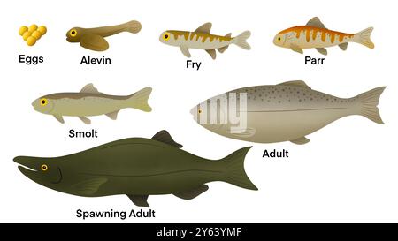 Cycle de vie d'un saumon, les saumons ont une durée de vie moyenne de 7 ans, les saumons comprennent six étapes, oeuf, alevin, alevin, alevin, alevin, smolt, adulte, cycle de vie Banque D'Images