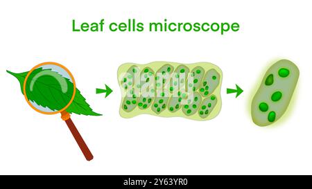 Grossissement au microscope des cellules foliaires, structure microscopique des feuilles végétales, eau des cellules foliaires des plantes avec des chloroplastes, chlorophylle ou chloroplaste biotech Banque D'Images