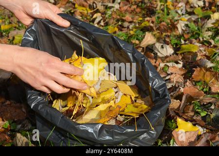Retirez les feuilles de your​ yard. Femme nettoie et collecte les feuilles jaunes colorées tombées dans un sac noir dans le jardin d'automne. Nettoyez les feuilles tombées. Banque D'Images