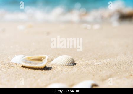 Cette image montre un gros plan de coquillages couchés sur le sable. Le sable scintille au soleil et l'océan est flou en arrière-plan Banque D'Images