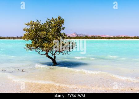 Un seul mangrove se dresse dans les eaux turquoises peu profondes d'un lagon tropical. Magnifiques paysages naturels des îles tropicales Banque D'Images