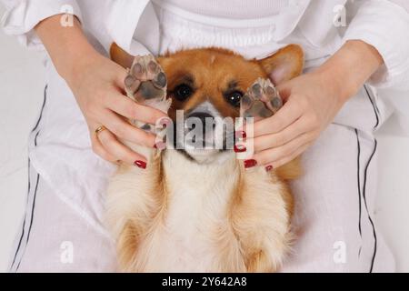 Un chien corgi allongé sur le dos avec ses pattes tenues par une personne avec un vernis à ongles rouge. Banque D'Images