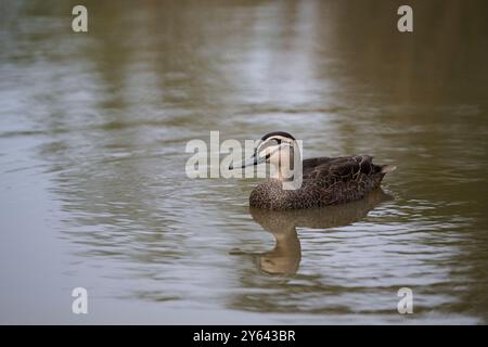 Vue latérale d'un canard noir du Pacifique qui flotte dans les eaux calmes d'un étang brun sombre Banque D'Images