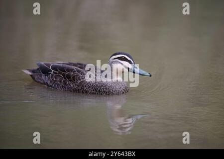 Vue de côté d'un canard noir du Pacifique nageant dans une eau brune trouble, avec des gouttes courant le long de son bec Banque D'Images