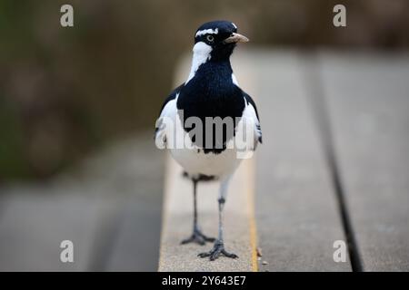 Vue de face d'un mâle magpie-alouette, ou oiseau Peewee, marchant le long d'une poignée antidérapante jaune sur la marche d'une terrasse en bois Banque D'Images