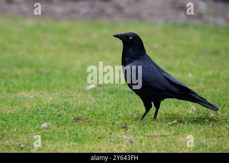 Vue latérale d'un petit corbeau, corvus mellori, debout sur l'herbe taillée dans un parc de banlieue Banque D'Images