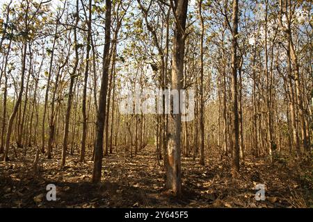 Une plantation de teck pendant la saison sèche à la périphérie de Waikabubak à l'ouest de Sumba, à l'est de Nusa Tenggara, en Indonésie. Banque D'Images