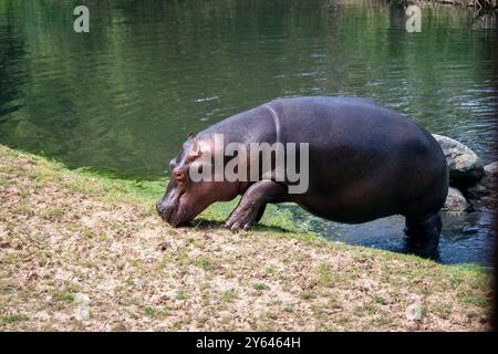 Hippopotame sortant de l'eau sur l'herbe par une journée ensoleillée dans la scène de l'habitat naturel dans Safari Park à Dvur Kralove en République tchèque Banque D'Images