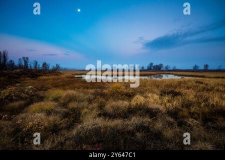 Clair de lune d'automne sur les marais et les zones humides de la réserve naturelle de Fokstumyra, Dovre, Innlandet Fylke, Norvège, Scandinavie. Banque D'Images