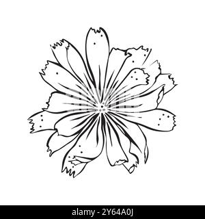 Fleur de chicorée. Dessin au trait. Illustration en noir et blanc. Vecteur. Illustration de Vecteur