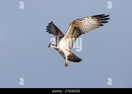 Juvénile Osprey planant alors qu'il cherche une proie Banque D'Images