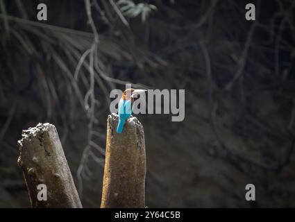 kingfisher dans Sundarbans mangrove Forest. Cette photo a été prise à partir du parc national sundarbans, Bangladesh. Banque D'Images