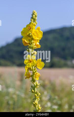 Molène commune - fleurs jaune pâle de la plante verbascum nigrum, utilisée comme herbe et médecine - poussant dans le jardin médicinal. Banque D'Images