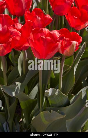 Tulip Red impression fleurit dans la lumière du soleil printanière Banque D'Images