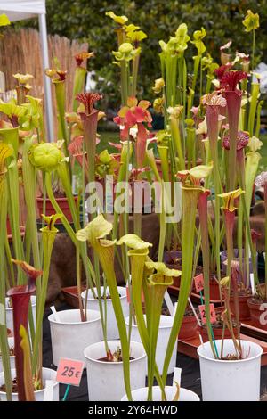 Sarracenia, pichet vert et plantes rouges dans des vases Banque D'Images