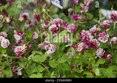 Aquilegia vulgaris, columbine Winky double rouge plantes blanches avec des fleurs Banque D'Images