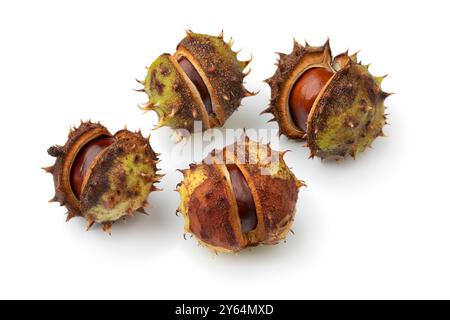 Groupe de châtaignes de cheval dans une coquille épineuse, Aesculus hippocastanum, gros plan isolé sur fond blanc Banque D'Images