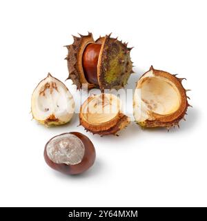 Châtaignier et coquillages, Aesculus hippocastanum, gros plan isolé sur fond blanc Banque D'Images