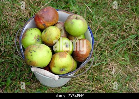 pommes de cuisson vertes dans un seau en métal vintage sur fond d'herbe Banque D'Images