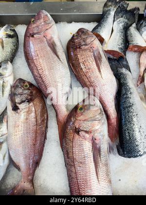 Exposition de poisson frais sur un lit de glace dans un marché de fruits de mer, prêt à la vente. Banque D'Images