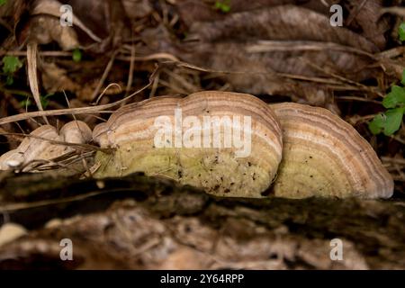 Champignon australien, trametes versicolor, queue de dinde poussant comme un demi-cercle sur tronc d'arbre tombé dans le Queensland, nuances de crème et brun clair. Banque D'Images