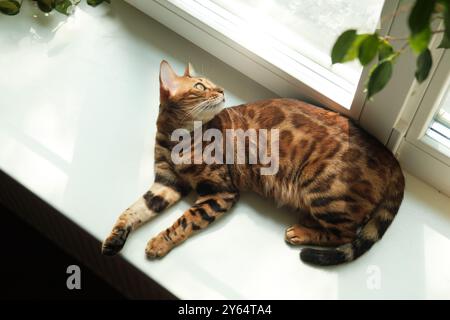 Beau chat du Bengale avec des marques frappantes salons sur un rebord de fenêtre dans le soleil du matin, regardant dehors avec des yeux curieux, dans un cadre intérieur confortable. Banque D'Images