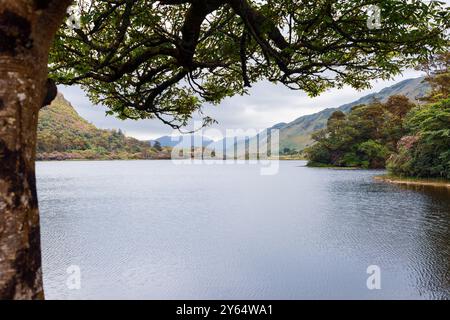 Pollacapall Lough dans le Connemara, en Irlande, s'étend sous un ciel couvert, avec des branches d'arbres encadrant les eaux paisibles. Le lac est bordé par Banque D'Images